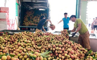 Nguy cơ lỡ hẹn xuất khẩu lô vải thiều đầu tiên sang Nhật Bản