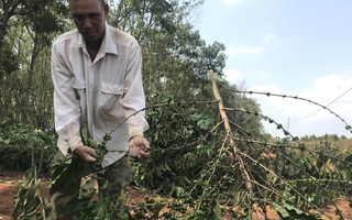 Gia Lai: Hàng ngàn cây cà phê sắp thu hoạch của làng nghèo bị chặt hạ trong đêm