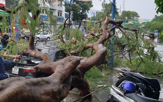 Mưa giông khiến nhà bay, phượng vĩ bật gốc đè ô tô Camry ở miền Tây