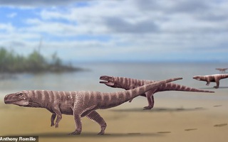 "Quái vật" cá sấu lai khủng long bạo chúa, dấu chân như người ở Hàn Quốc