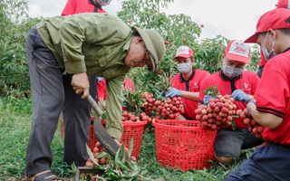 30 tấn vải thiều Bắc Giang sắp lên tàu sang Mỹ