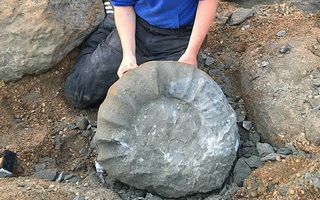 Dạo biển, 2 sinh viên kéo được sinh vật lạ khỏi "mộ đá" 115 triệu năm