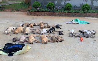 Cặp tình nhân dùng chất độc Xyanua trộm gần nửa tấn chó