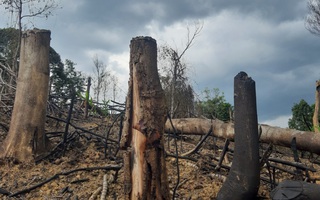 Khởi tố vụ phá rừng đầu nguồn thủy điện
