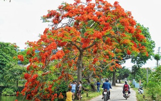 Xao xuyến Yên Trường