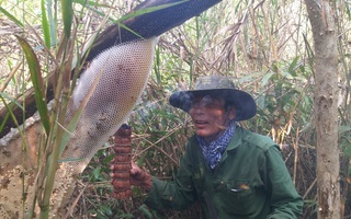 CLIP: Nghề gác kèo ong rừng U Minh Hạ đón nhận tin rất vui