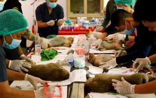 Thái Lan triệt sản hàng trăm con khỉ đói khủng bố khách du lịch
