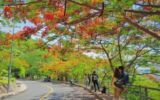 Giới trẻ Sài Gòn truyền tai nhau trải nghiệm "con đường mùa hè" đẹp nhất thành phố biển Vũng Tàu