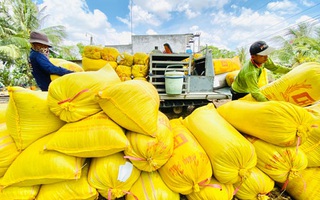 Gạo Việt tăng giá, nông dân phấn khởi
