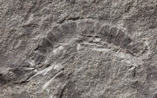 Sinh vật trên cạn đầu tiên của trái đất "hiện hình" trong đá