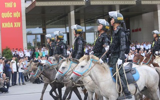 Đoàn Cảnh sát cơ động Kỵ binh: Giống ngựa kỵ binh sức khoẻ tốt, ngoại hình phù hợp