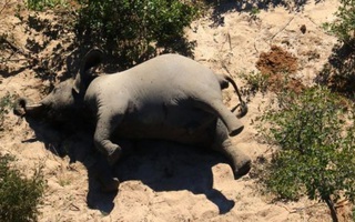 Hơn 350 con voi chết bí ẩn ở Nam châu Phi