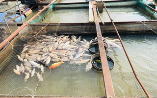 Cá bè lại chết hàng loạt trên sông Đồng Nai