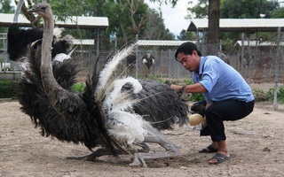 Dỗ đà điểu bằng âm nhạc