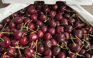 Cherry Mỹ không còn rẻ, chị em rủ nhau “mua chung”