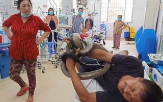 Người đàn ông ôm con rắn hổ mang chúa 4,5 kg vào bệnh viện