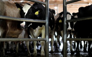 Úc không cho công ty Trung Quốc mua lại các nhãn hiệu sữa nổi tiếng