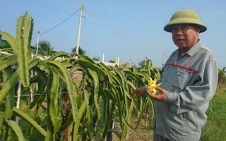 Nhiều giống thanh long mới