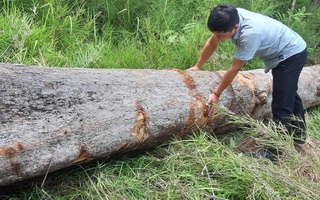 Chở gỗ lậu, người đàn ông bị gỗ đè chết