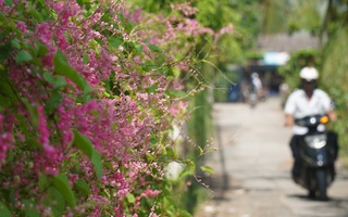 Có một con đường đầy hoa mọc dại tuyệt đẹp ở TP HCM
