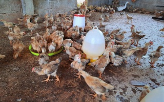 Phó chủ tịch xã bị kiểm điểm, vì để vợ nhận nuôi 1.000 con gà giống dự án