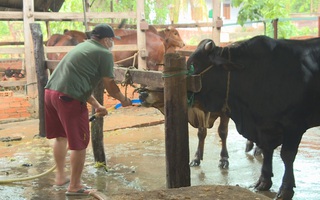 Bắt quả tang lò mổ bơm nước vào bò khi giết mổ