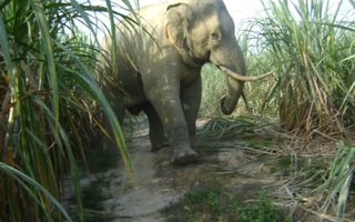 Một cá thể voi rừng đẻ con thành công tại Đồng Nai