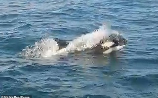 "Cá voi sát thủ" bao vây, tấn công dữ dội tàu thuyền ở Tây Ban Nha