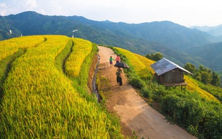 Mùa vàng Bắc Yên