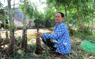 Thu lãi trăm triệu nhờ trồng loại cây bán không bỏ thứ gì