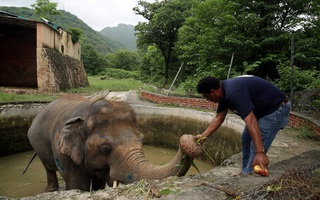 Con voi "cô đơn nhất thế giới” được giải cứu