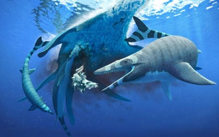 Sinh vật chưa từng thấy trên thế giới: khủng long "trá hình" cá mập