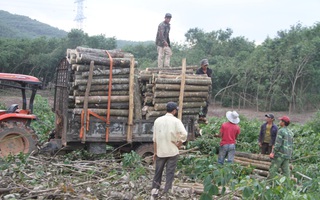 Nỗi buồn xã cao su