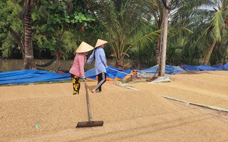 Ngành gạo không chờ "ăn may"