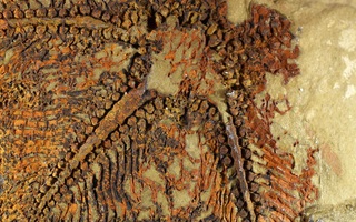 Phát hiện bất ngờ từ sinh vật 5 tay, 480 triệu tuổi "niêm phong" trong đá