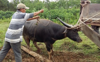 "Binh pháp" săn trâu hoang