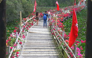 Thỏa sức "check in" chiếc cầu tre dài nhất Việt Nam giữa rừng tràm