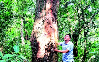 Rừng lim ngàn tuổi giữa đồng bằng