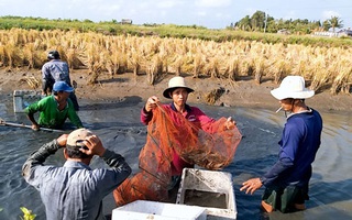 ĐBSCL cấp tốc ứng phó với hạn, mặn