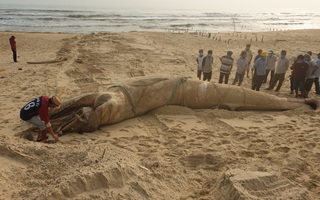 Xác cá voi "khổng lồ" trôi vào bờ biển Quảng Nam