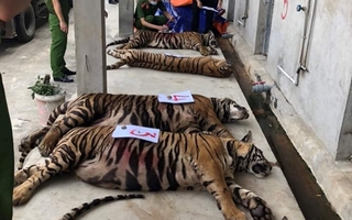 Thông tin mới về vụ 17 con hổ lớn nuôi nhốt trong khu dân cư