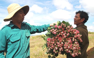 Hoa Đà Lạt tăng giá cao dịp 20-10