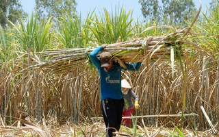 Nan giải chống lẩn tránh thuế