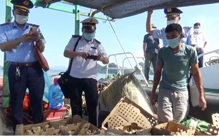 Bộ Tư lệnh Vùng Cảnh sát biển 1 bắt giữ vụ vận chuyển gà giống trên biển
