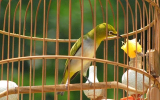 3 tên côn đồ mang kim tiêm đi cướp... lồng chim vành khuyên