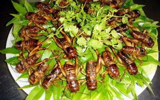Ngộ độc do ăn côn trùng
