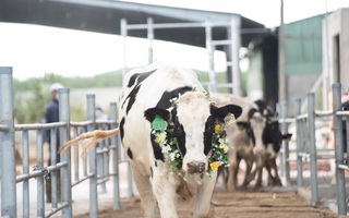 Tăng tốc sau dịch, Nutifood nhập 3.300 bò sữa thuần chủng từ Mỹ