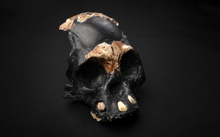 Hộp sọ tí hon: "loài người ma" sống song song chúng ta 100.000 năm