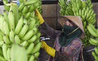 Union Trading hỗ trợ vốn, kỹ thuật cho nông dân miền Trung trồng chuối xuất khẩu