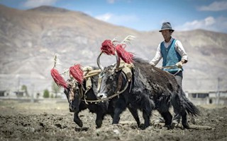 Người Tây Tạng mang "siêu năng lực" từ một loài người khác!